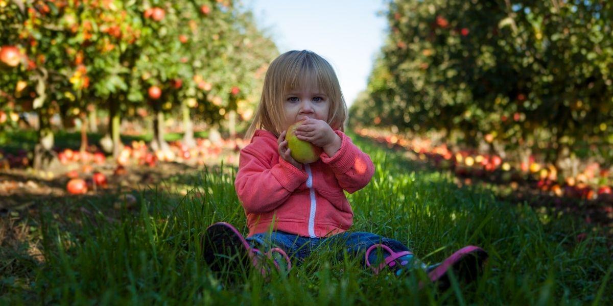 verger enfant pomme