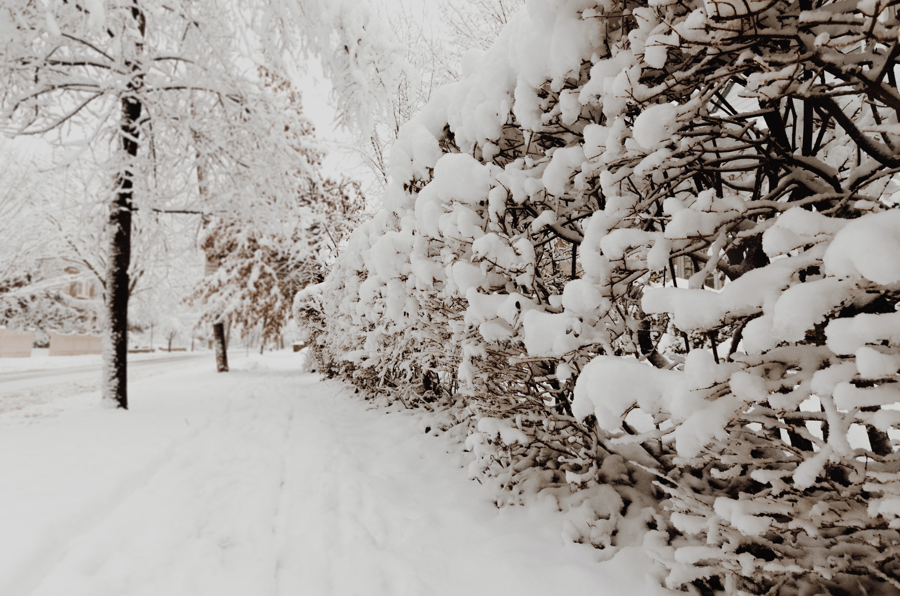 Paysage neige